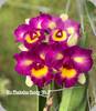 Rlc. Thaksina Candy 3